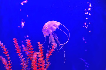 jellyfish