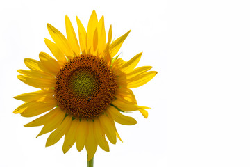 Naklejka premium Sunflower isolated on white background