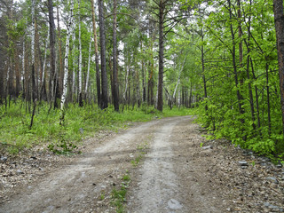Fototapeta na wymiar Summer Landscape: Forest Road