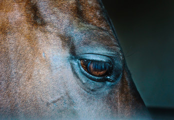 Eye of a horse on a dark background
