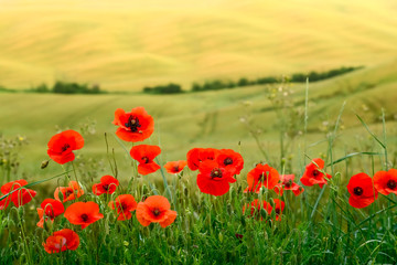 Red poppies and blurred traditional Tuscan landscape on background. Tuscany. Italy.