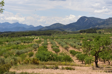 Fototapeta na wymiar landscape near Pinell de Brai, Tarrgona province, Catalonia, Spain
