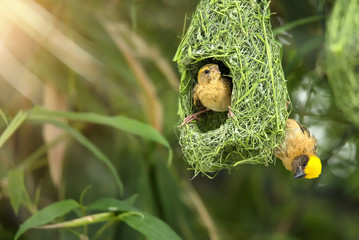 Nature of Wildlife - Weaver Birds in the Nest Hanging on Bamboo Tree in the Forest