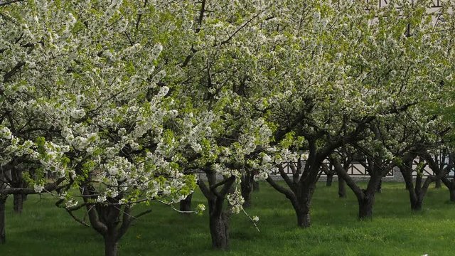 Beautiful building hidden behind blooming cherry trees