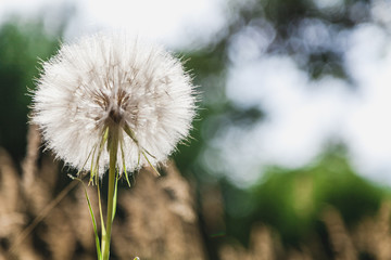 Large field dandelion on blurred background