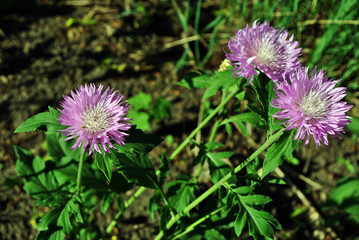 Centaurea jacea (brown knapweed or brownray knapweed) flowers, soil and grass background