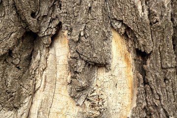 Tree bark texture, closeup