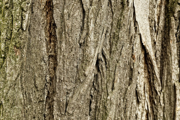 Tree bark texture, closeup