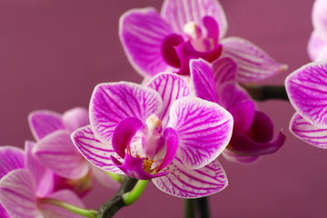 Obraz na płótnie Canvas Beautiful orchid flowers on color background, closeup