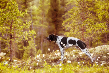 Dog english pointer standing in the forest and watching warm summer sunset 