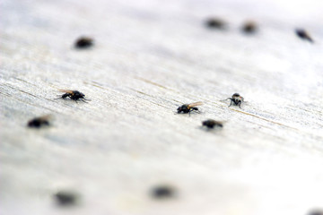 many flies on the table
