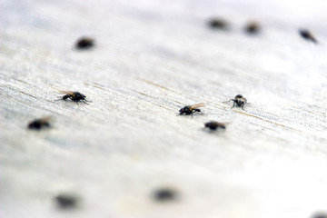 many flies on the table
