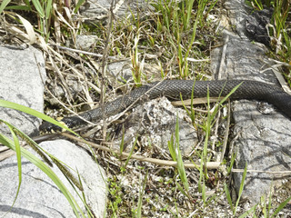 harmless snakes: grass snake (Natrix natrix)