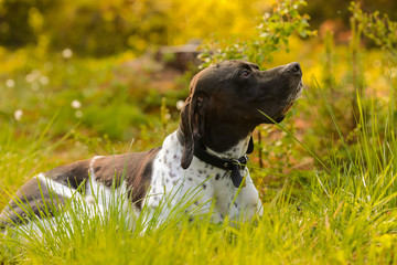 Dog english pointer enjoying summer 