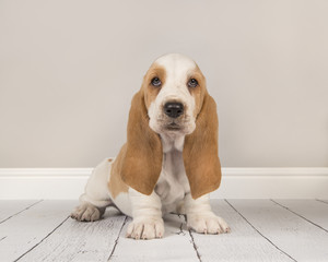 Cute bicolor basset hound puppy sititng looking at the camera in a gray living room setting © Elles Rijsdijk