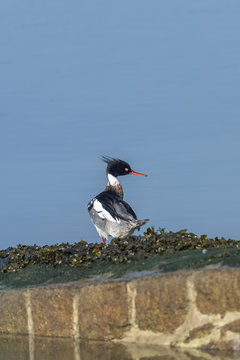 Red-breasted Merganser, beautiful diving duck 
