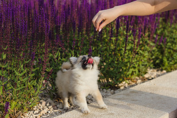 A female hand holds out a treat to a small puppy.