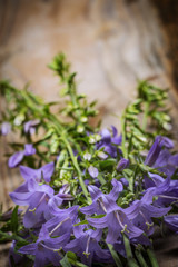 wild bellflower Campanula trachelium on an old wooden table background