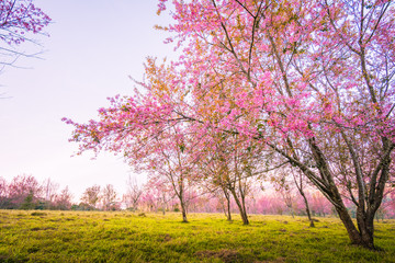 Wild Himalayan Cherry