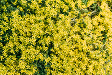 close up view of background with yellow flowers