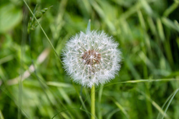 dandelion closeup