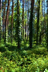 бор