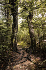 Fototapeta premium New Zealand forest