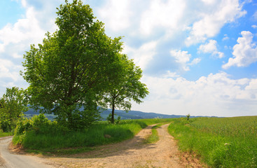 Summer field and road.