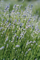 close up of background with beautiful lavender flowers