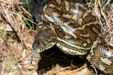 Australian Carpet Python (Morelia spilota) with forked tongue