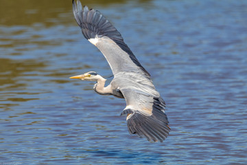 Heron in Flight
