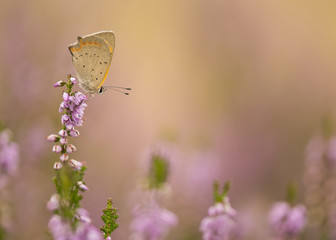 Copper butterfly in blooming purple heather