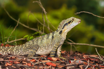 Australian Water Dragon in forest leaf litter