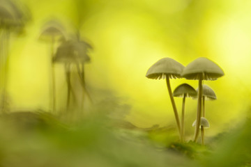 Fototapeta premium Toadstools in a art abstract ambiance in the forest