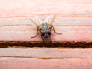 Drosophila Fly Insect on Wooden Wall Background