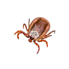 Encephalitis Virus or Lyme Disease Infected Tick Arachnid Insect Pest Isolated on White Background