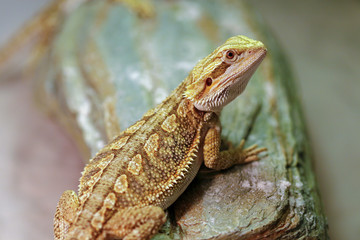 Australian Bearded Dragon resting on rock