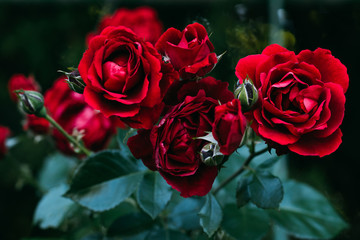 close up view of beautiful red rose flowers