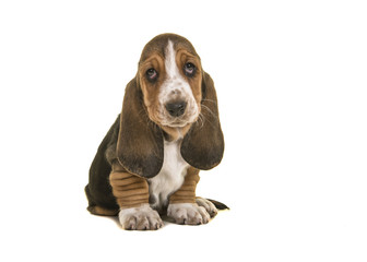 Adorable sad looking tricolor basset hound puppy sitting looking up isolated on a white background