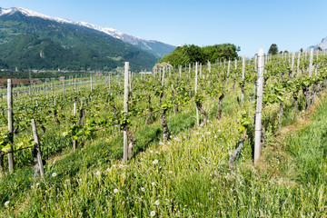 Fototapeta na wymiar endless rows of Pinot Noir Grapes in a vineyard in the Swiss Alps