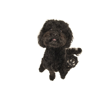 Black Labradoodle Dog Looking Up And Lifting Its Paw Seen From A High Angle View On A White Background