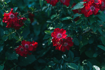 close up view of red rose flowers with green leaves