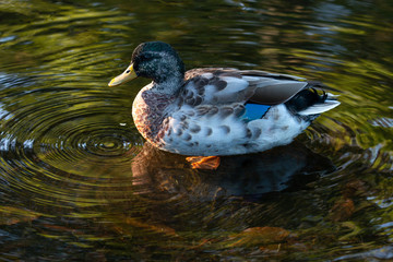 Mallard duck on a shallow water