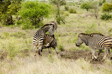 Obraz premium Zebra Trying to make Babies