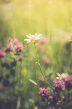 Bunte Blumenwiese mit Margarithe und Kleeblüten im Frühling