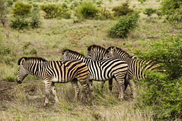 Fototapeta na wymiar Pack of Zebras Stripes