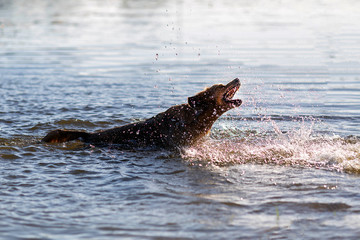 Dog having fun in the water