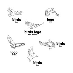 Fototapeta na wymiar Hand-drawn pencil graphics. Birds of prey set.