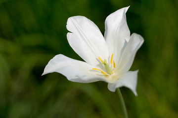 White tulip macro. Background, card, wallpaper.