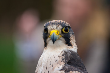 Peregrine Falcon(Falco peregrinus) portrait on a colorful background